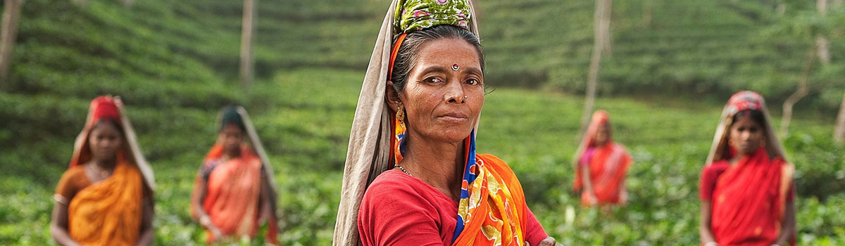 Tea harvesters standing in a field of tea plants.